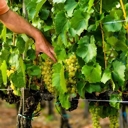 Orosz Gabor Vendeghaz 3* Mád